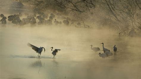 Bowing Crane – Bing Wallpaper Download