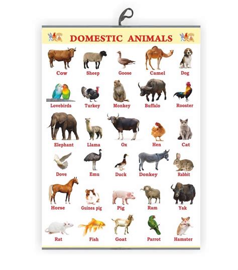 Domestic Animals Chart for Kids Early Learning Educational Chart | Size-50X71CM | Vivid Print ...