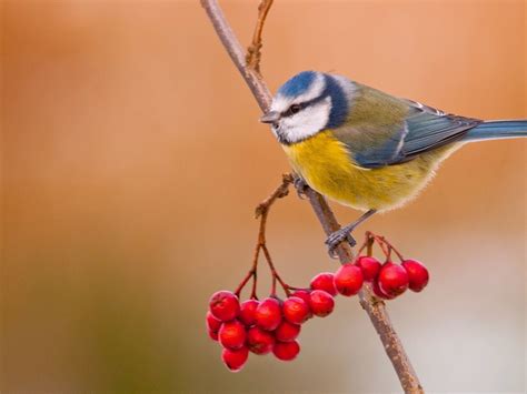 Blue Tit Bird 1600 x 1200 Wallpaper