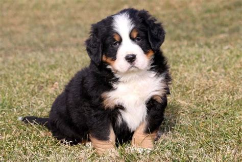 Bernese Mountain Dog Puppies for Sale - Keystone Puppies