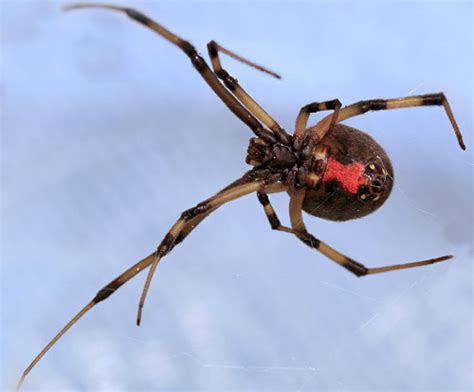 Brown widow spider - Latrodectus geometricus