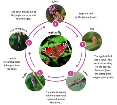 What is a Life Cycle? | Life Cycle Facts - Twinkl