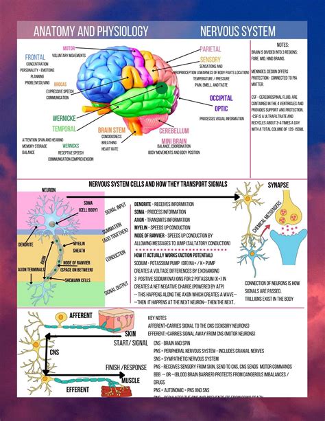 Nursing A&P Notes Anatomy and Physiology for Nursing - Etsy