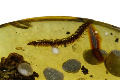 Fossil Millipede Cluster In Amber - Myanmar For Sale (#123135 ...