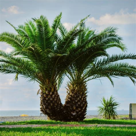 How to Successfully Raise Pygmy Date Palm Trees? — Our Tips