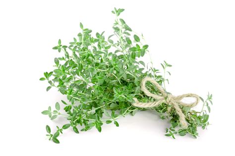 Thyme Seeds - Heirloom – Hometown Seeds