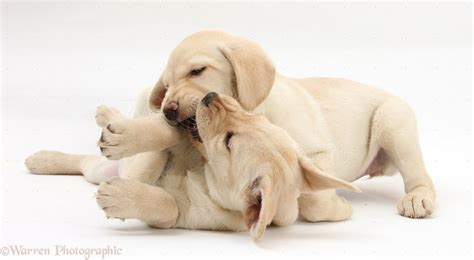 Yellow Lab Puppies Playing