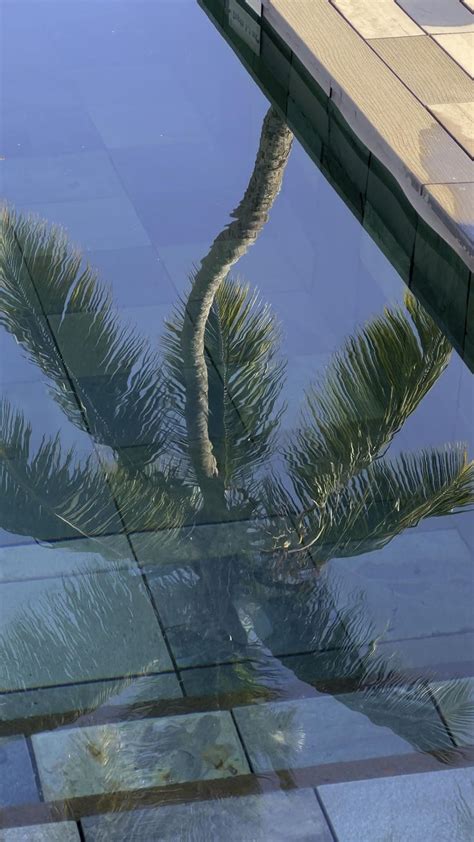 Palm tree shadow [Video] | Tropical island photography, Palm trees ...