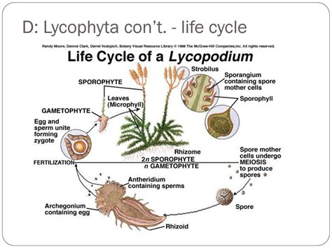 Plant Diversity II – Ch. 29 Lecture Objectives - ppt download