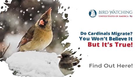 Do Cardinals Migrate? You Won’t Believe It but It’s True!