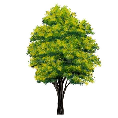 Tree Side View Isolated on White Background Stock Image - Image of isolated, abstract: 223927011