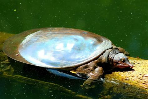 8 Different Animals That Live In The Swamp - Cool Wood Wildlife Park