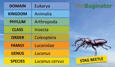 Are Insects Animals? 5 Factors Classifying Bugs and Insects » The Buginator