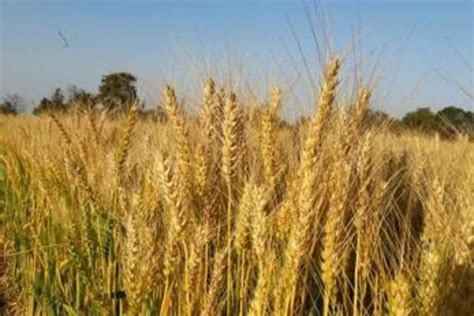 Standing Rabi Crops Not Impacted Much by Untimely Rains & Hail, Says Agriculture Minister Tomar ...