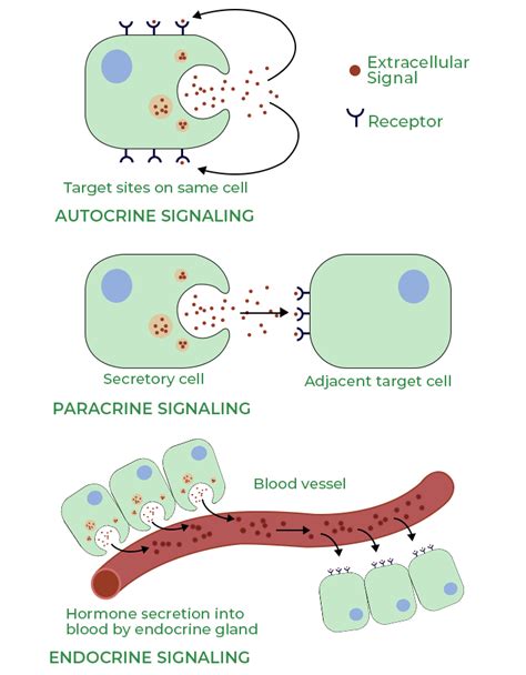 Paracrine Signaling - Definition, Properties, Mechanism, Examples