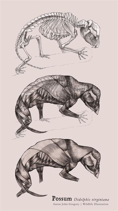 Possum Muscular and Skeletal Systems | Skeleton drawings, Opossum, Dinosaur illustration