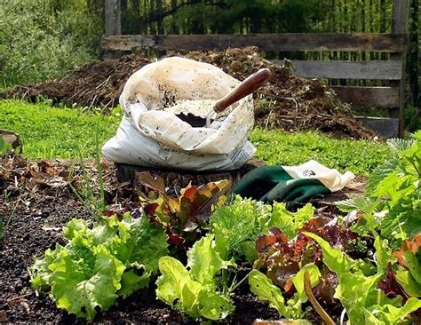 The Top 10 Things Gardeners Need to Know – TopTeny Magazine