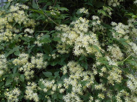 Virgin’s Bower Clematis (Clematis Virginiana) - Heritage Flower Farm