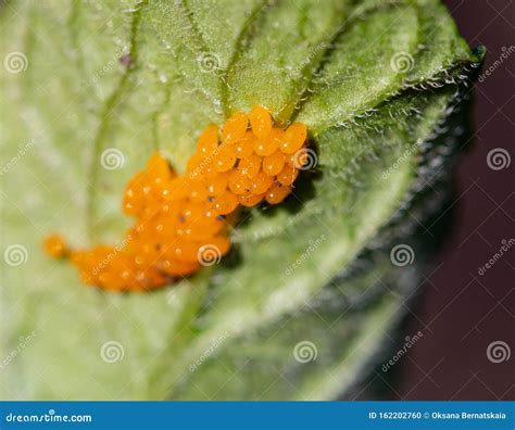 Larvae Of Pest Beetles On The Leaf Stock Photography | CartoonDealer ...