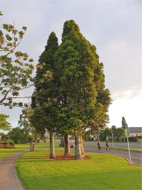 Agathis Australis - NZ Kauri - Black Bridge Nurseries