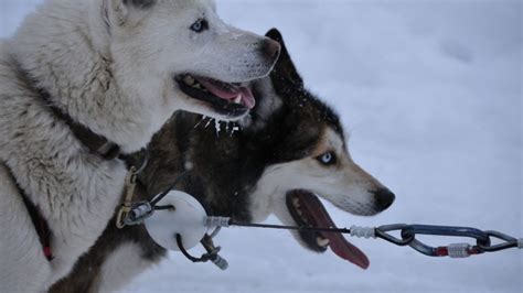 How to Train Your Dog to Pull a Sled | The Dog People by Rover.com