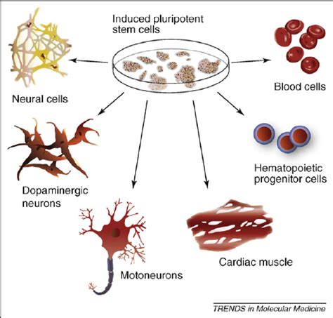 Directed differentiation of iPS cells. Mouse and human iPS cells have ...