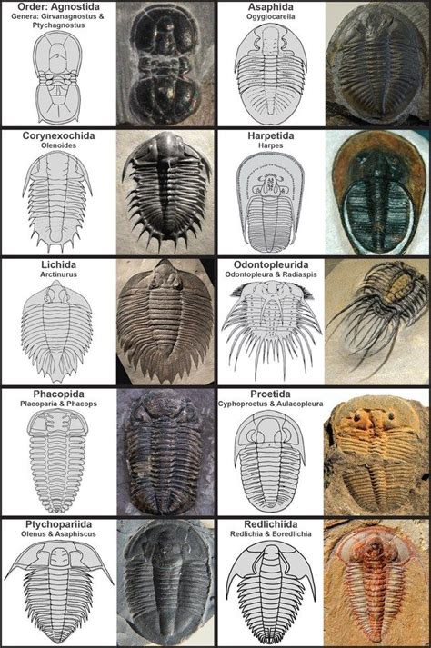 Figure 9 — The diversity of trilobites at the level of orders in the Linnean system is extremely ...