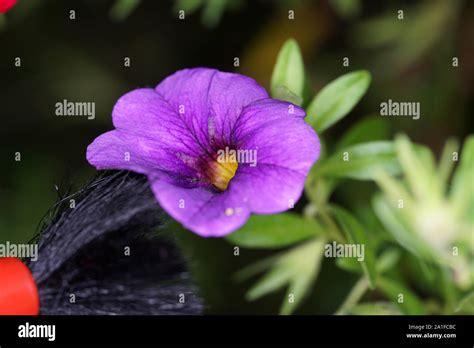 Artificially fertilize flowers to produce special species Stock Photo - Alamy