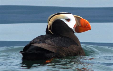 Seabirds of Glacier Bay - Glacier Bay National Park & Preserve (U.S. National Park Service)