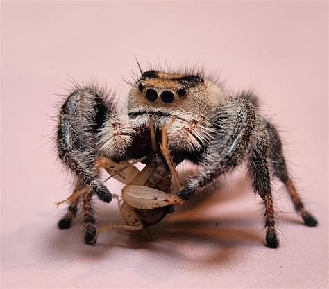 Jumping Spider Breeders? : r/jumpingspiders