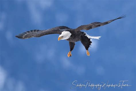 Soaring Eagle Coming in for Landing - Shetzers Photography