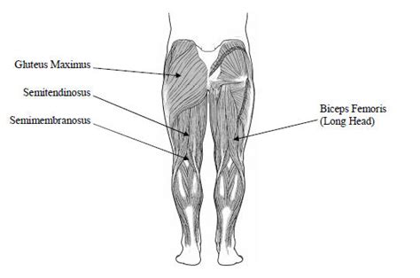 Hip Extensors — Run Faster Speed Training