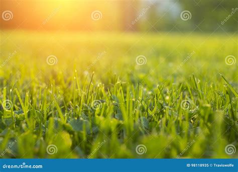 Tranquil Fresh Grass on Lawn for Orange Sunset Stock Image - Image of growth, lifeforce: 98118935