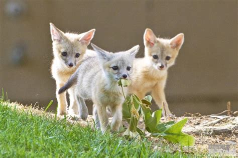 San Joaquin Kit Fox pups, Vulpes macrotis mutica, Urban carnivore playing near den, San Joaquin ...