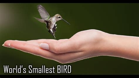 Top 10 Smallest Cutest Beautiful Birds In The World - Pets - Nigeria