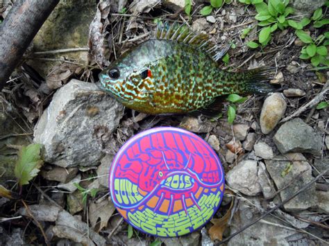 Sunfish, Pumpkinseed | www.roughfish.com