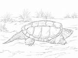 Realistic Common Snapping Turtle coloring Page  ColouringPages sketch template