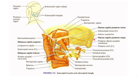 Dr. Saqib |2nd Year MBBS | Anatomy | Suboccipital region and triangle, - YouTube