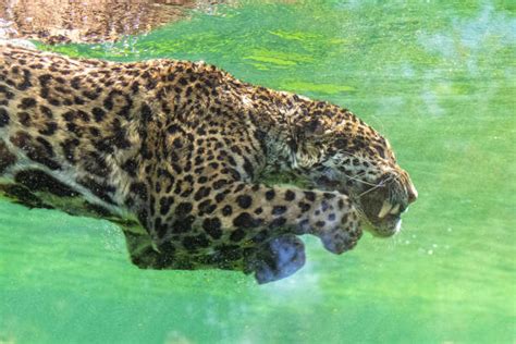 160+ Jaguar Swimming Stock Photos, Pictures & Royalty-Free Images - iStock