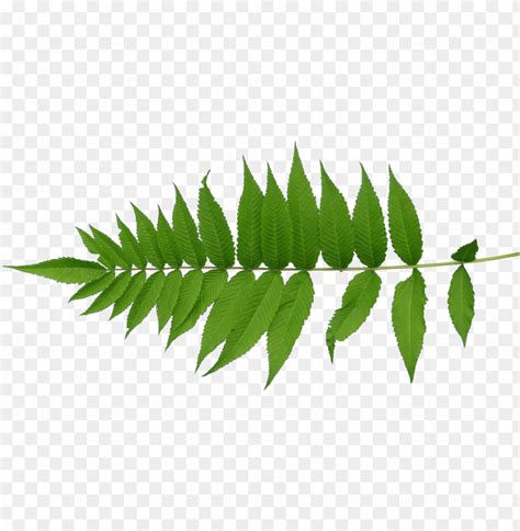 transparent mapping leaf - leaves texture PNG image with transparent ...