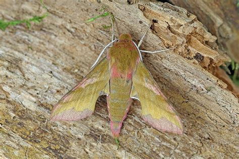 Small Elephant Hawk-moth, Burntisland, Fife, Scotland | Flickr