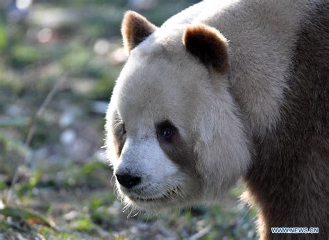 Rare brown and white giant panda Qizai seen at Qinling research base in ...