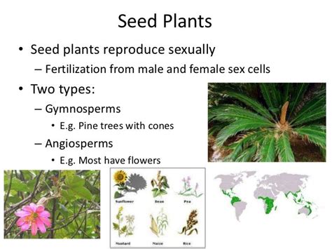 Plant reproduction seed plants