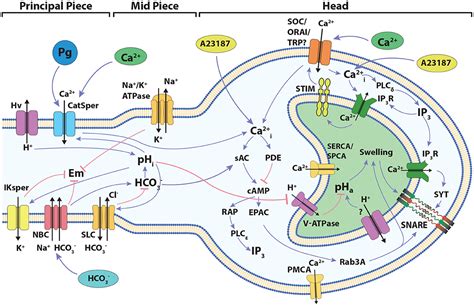 Frontiers | Discrete Dynamic Model of the Mammalian Sperm Acrosome Reaction: The Influence of ...