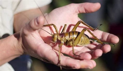 The 9 Heaviest Insects On Earth