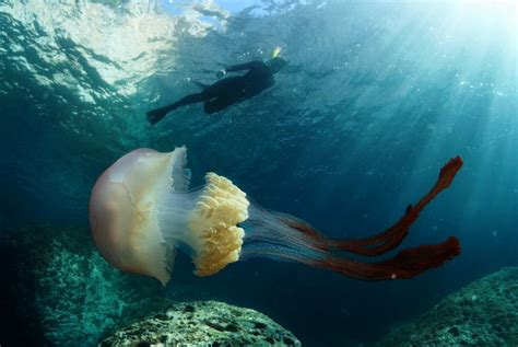 Jellyfish on the beaches of Malaga? What to do and what to avoid