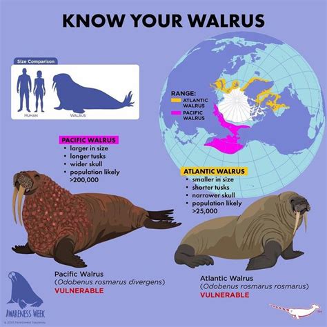 Leopard Seal Vs Walrus