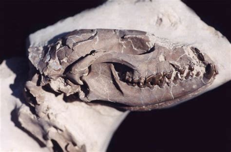 Canids - The Fossils of the White River Badlands