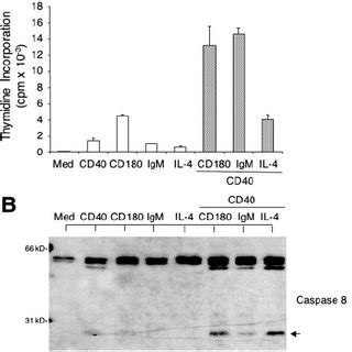 Effects of caspase inhibitors on human and mouse lymphocyte cell ...