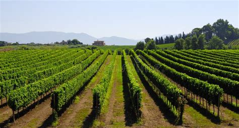 Hillside vineyard in Italy stock photo. Image of industry - 28726496